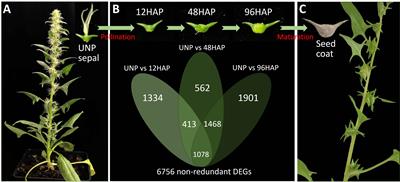 Post-pollination sepal longevity of female flower co-regulated by energy-associated multiple pathways in dioecious spinach